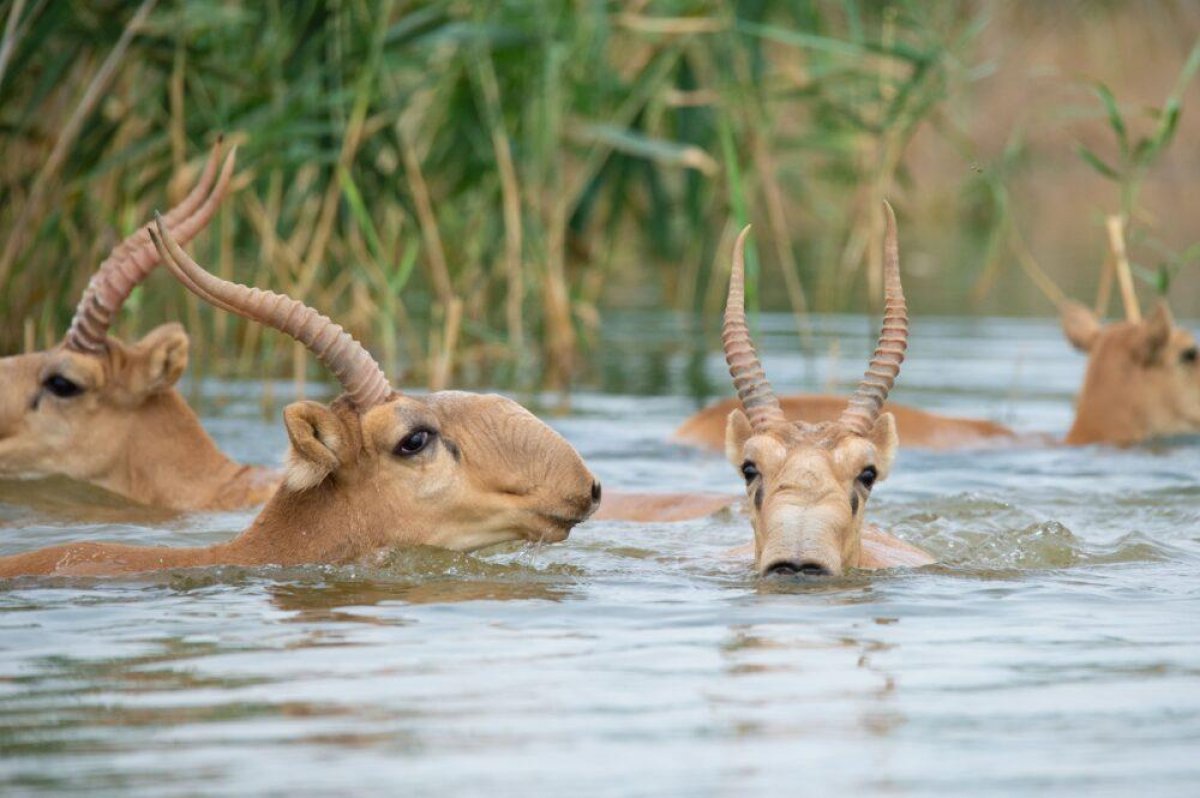 Сайгаки утонули при переходе реки в Актюбинской области (ВИДЕО)