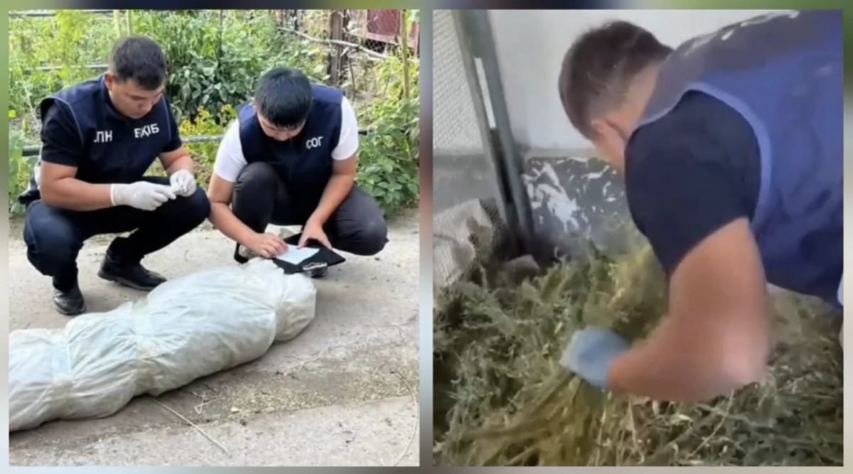 Пенсионера задержали с 96 килограммами наркотиков в Жамбылской области