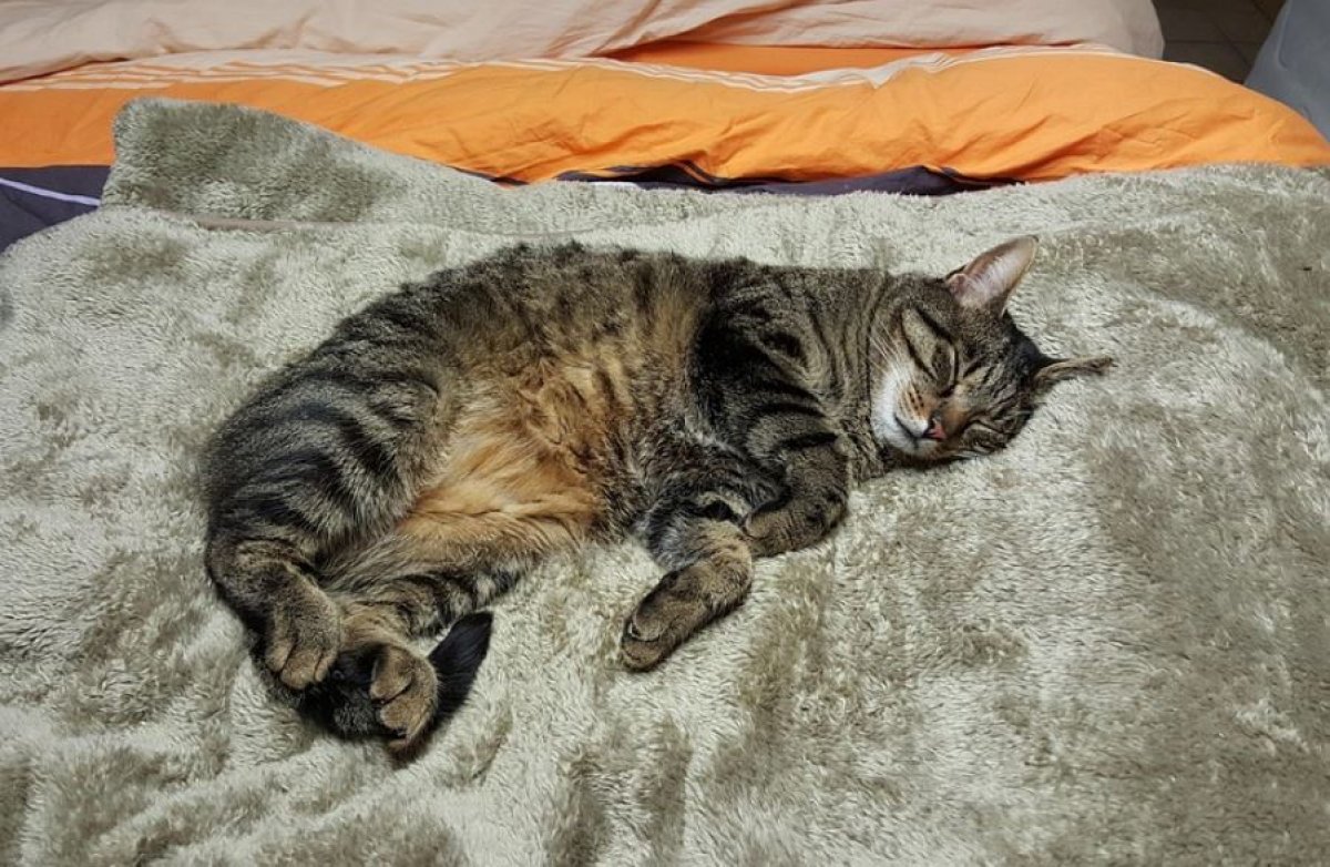 Дети сбросили кошку с 10 этажа дома в Экибастузе