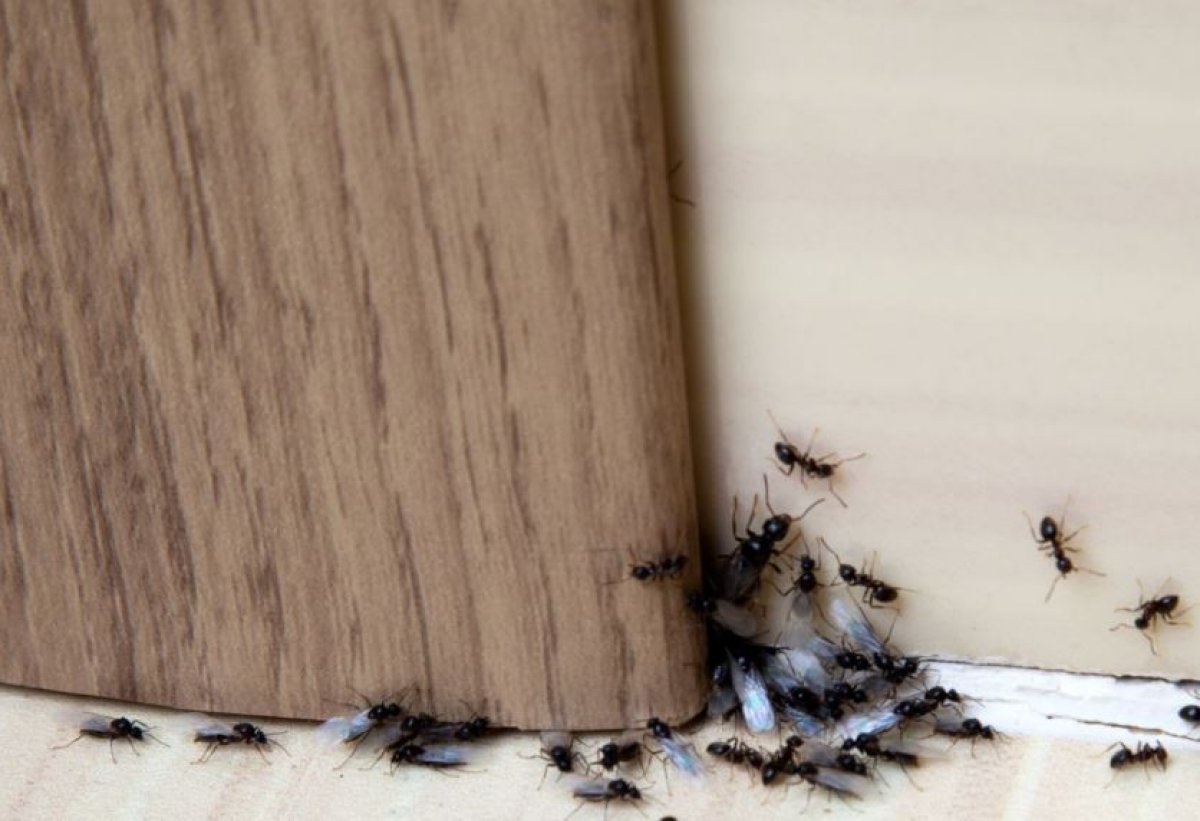 "Вылезали из носа и рта": мужчину съели домашние насекомые и ящерицы