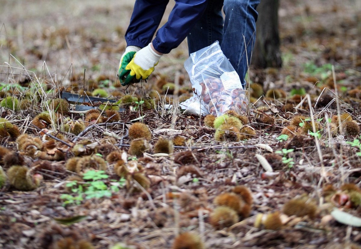 Заморозки, ветер и дожди: уборка урожая под угрозой в Казахстане