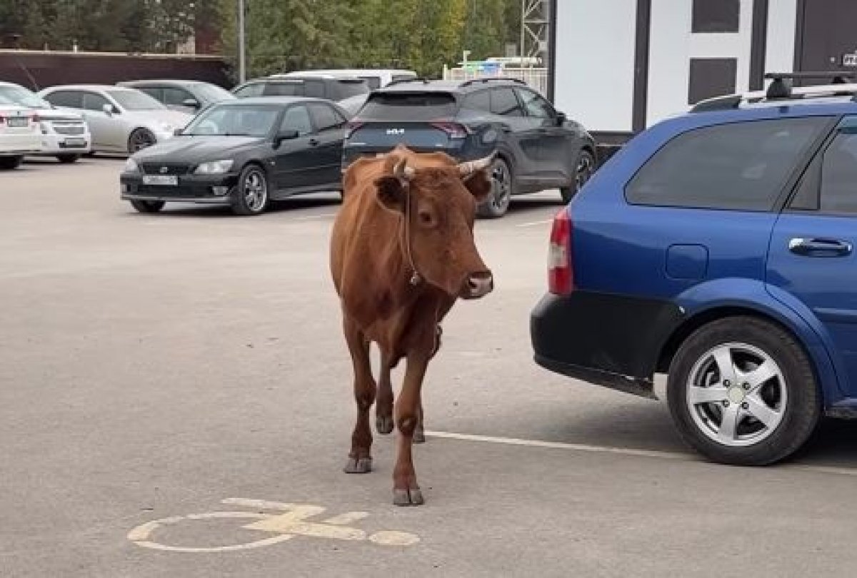 Корова, гуляющая по улице, взбудоражила астанчан
