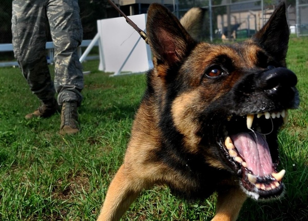 Компенсацию в 95 тыс. тенге за укус собаки получила жительница Костаная