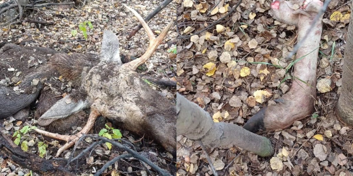 Браконьеры застрелили лося в Карагандинской области