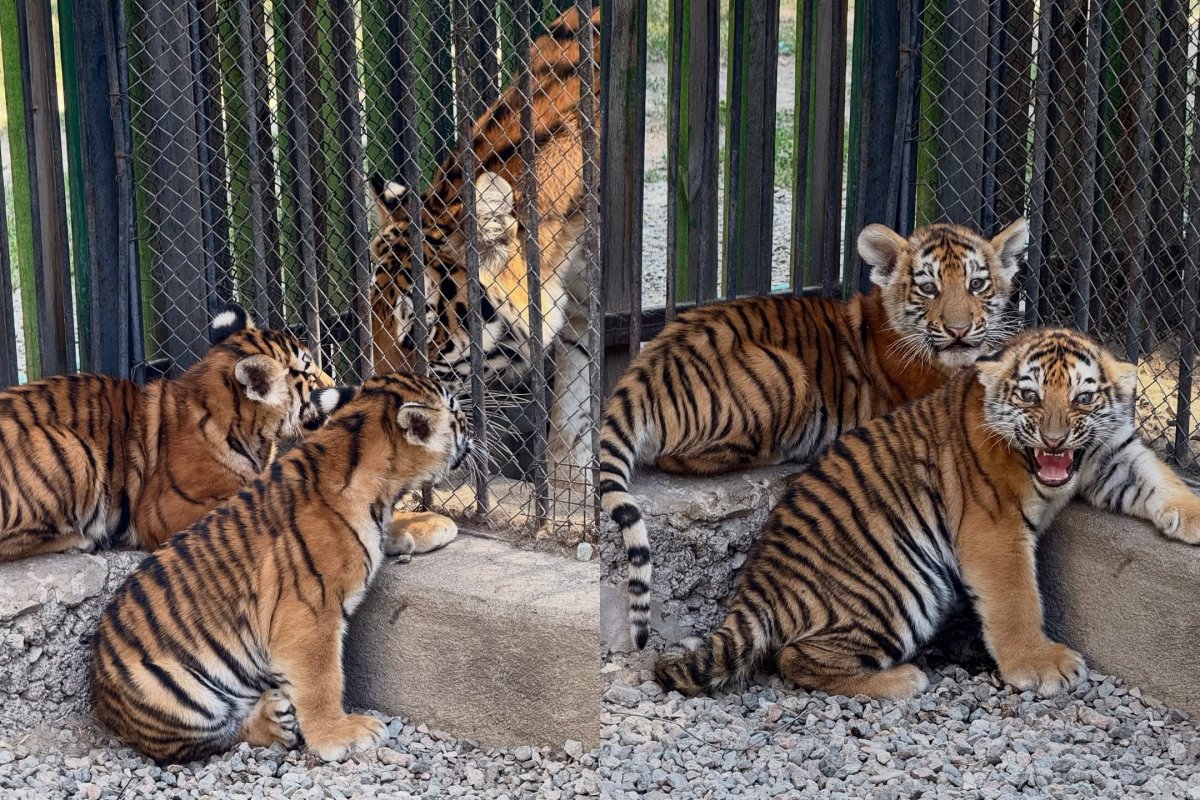 Тигрята родились в зоопарке Алматы (ВИДЕО)