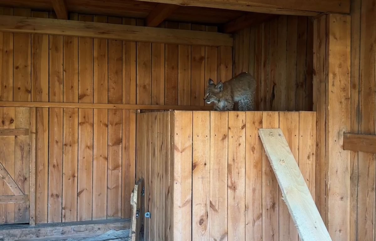 Рысь подралась с дворовой кошкой в Акмолинской области (ВИДЕО)
