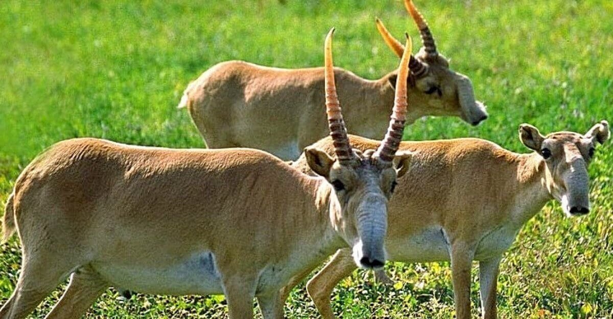 Мясо животного из Красной книги появилось в продаже в Атырау