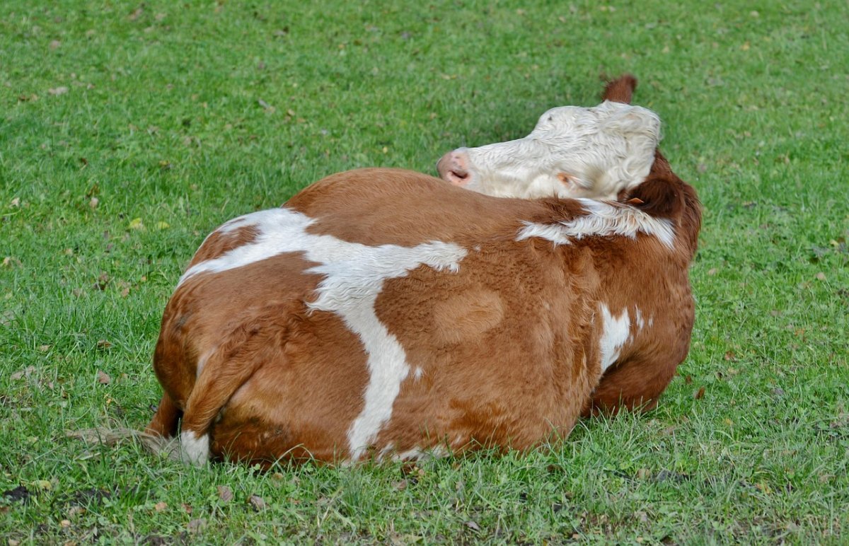 Сельчане винят фабрику в падеже скота в ВКО: эксперты все еще ищут причину