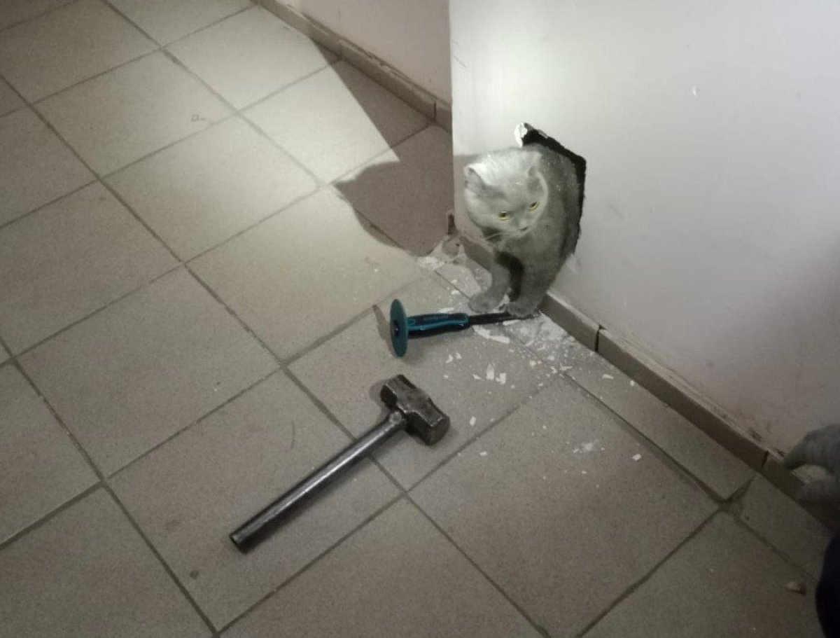 Спасатели вызволили кошку из ловушки в Астане