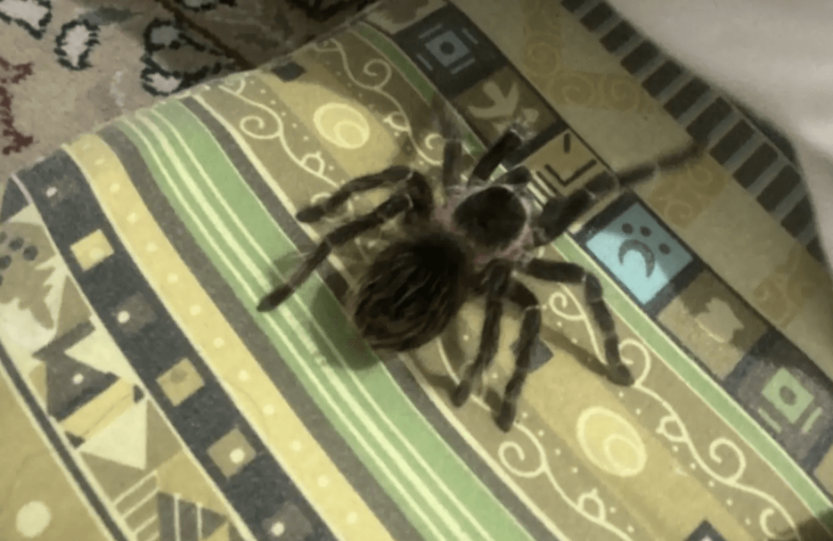 Сбежавшая самка паука напугала жителей жилого дома в Уральске