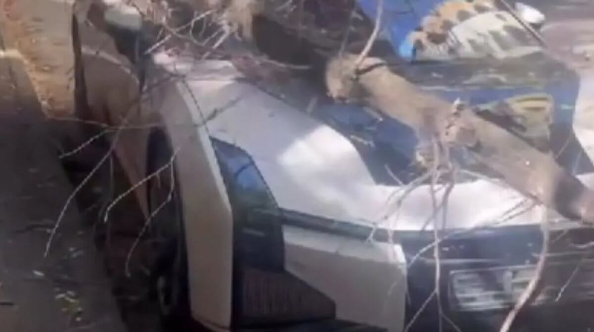 Дерево рухнуло на редкую спортивную машину в Алматы (ВИДЕО)