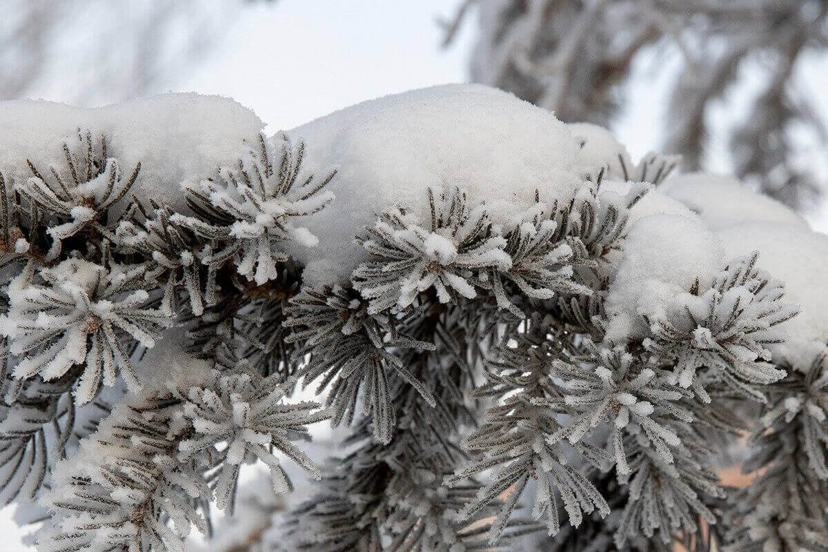 Последствия сентябрьского снегопада до сих пор устраняют в Костанае