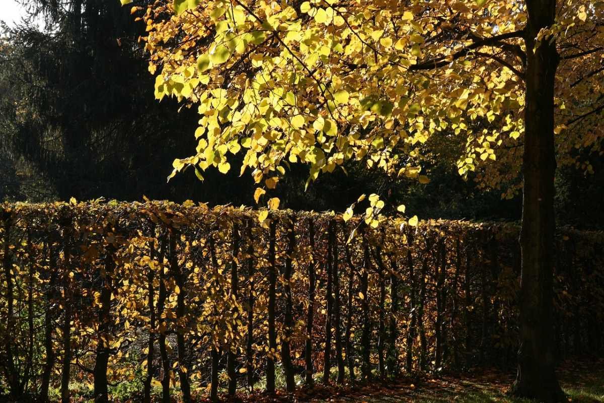 Теплая погода без осадков ожидается в Шымкенте