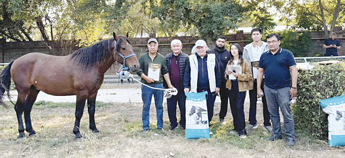 Новые национальные породы лошадей победили на республиканской выставке