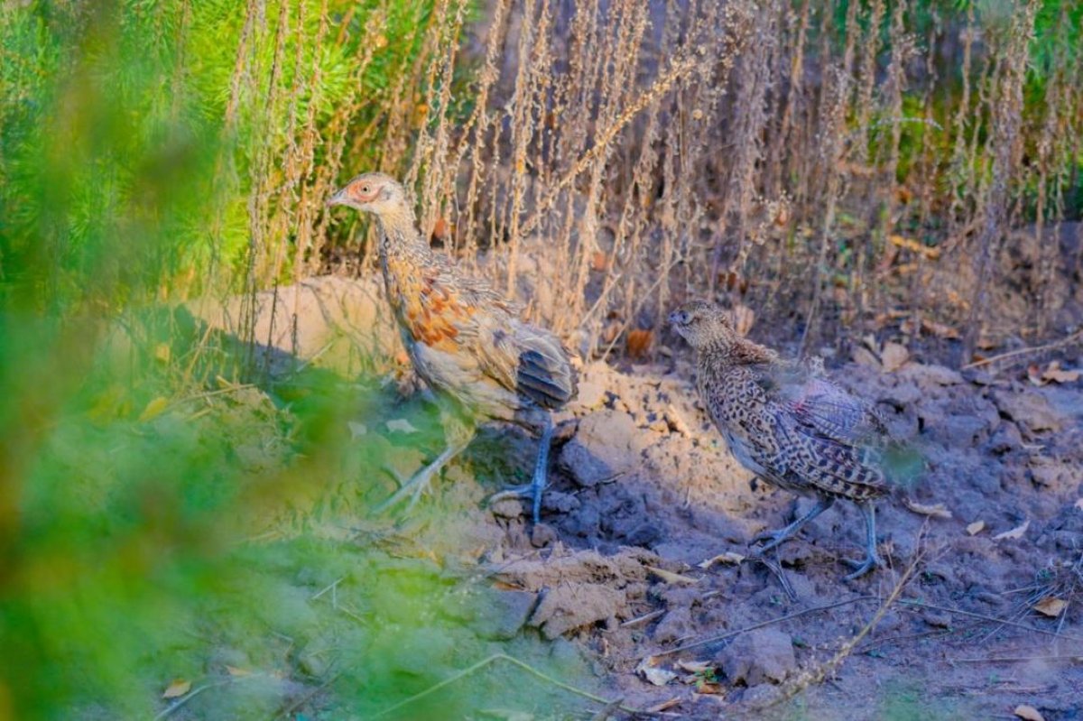 Сотни морозоустойчивых фазанов заселили в зеленом поясе Астаны