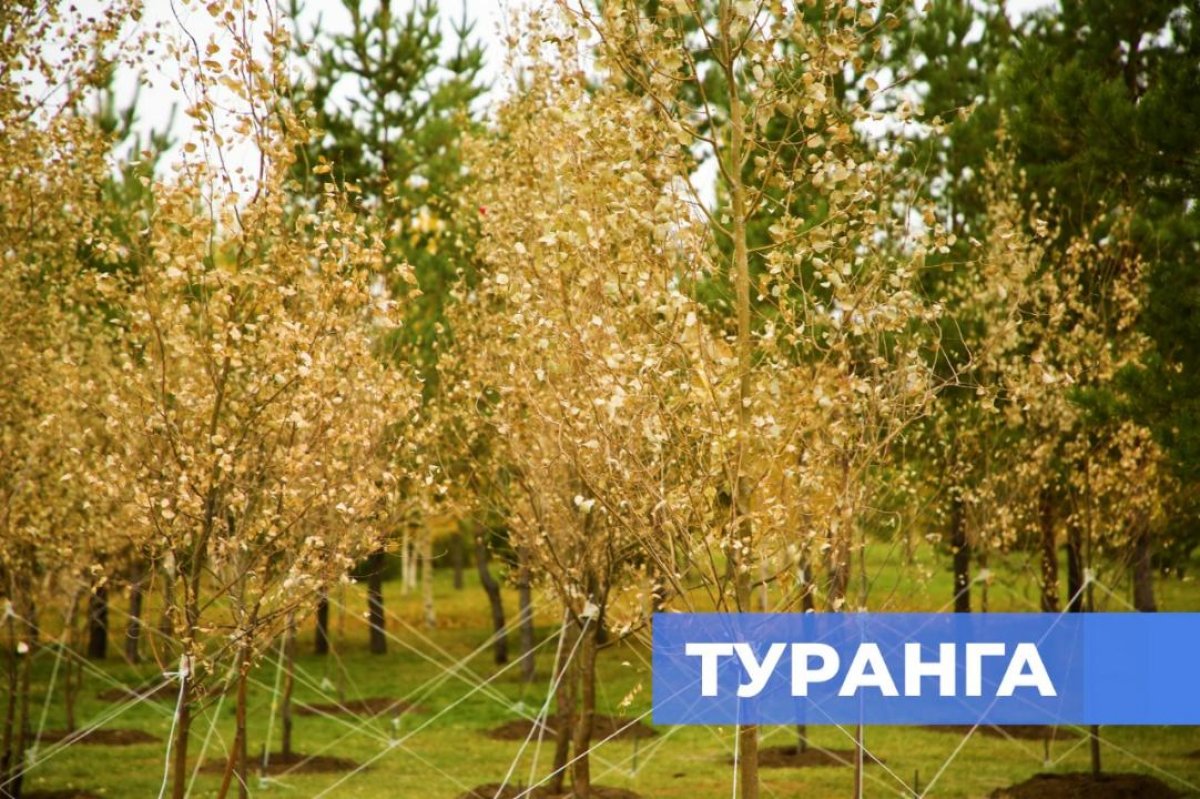 В Астане впервые высадили дерево туранга, спасавшее казахов от гибели  в Голодомор