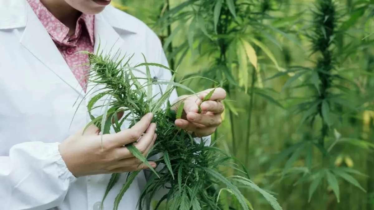 Предлагали вложиться в медицинский каннабис: финпирамиду раскрыли в Кокшетау