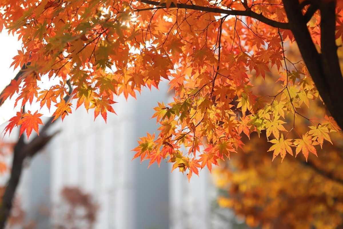 О сильном ветре предупредили жителей Шымкента