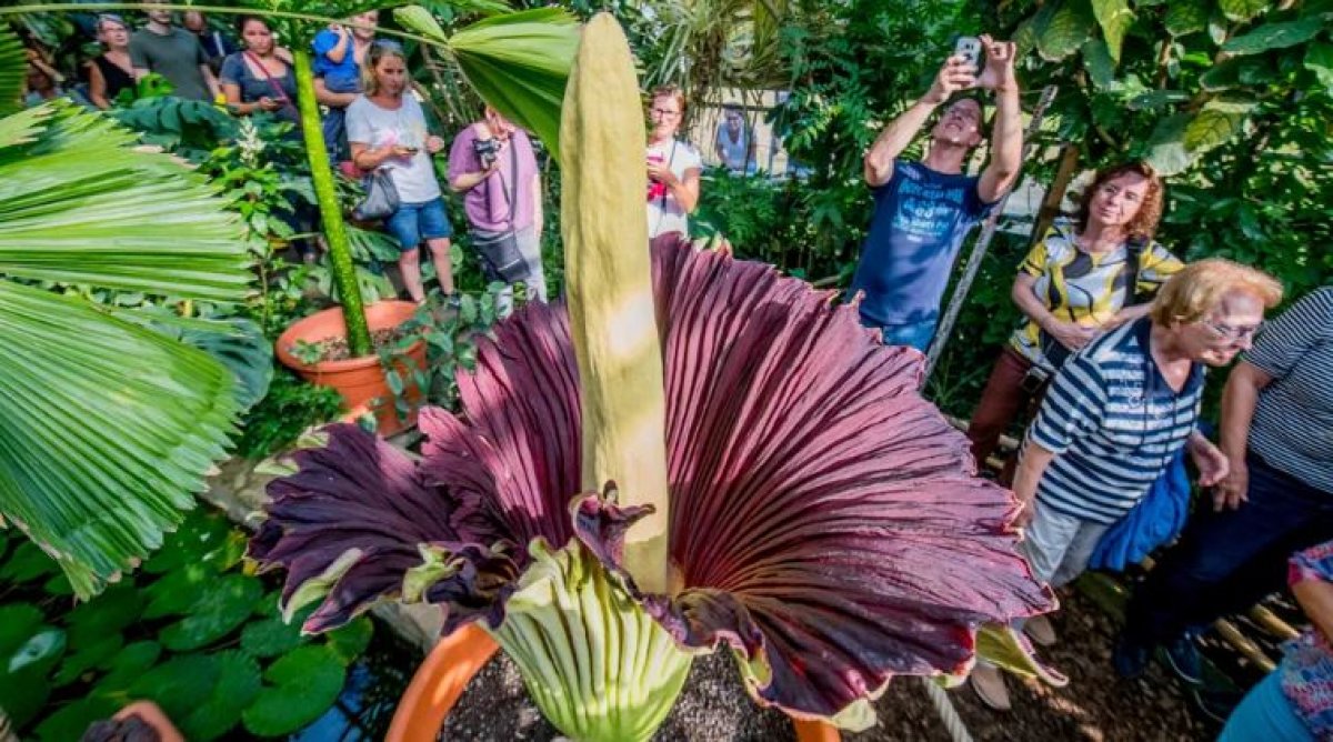 Самый вонючий цветок в мире украли из ботсада Германии