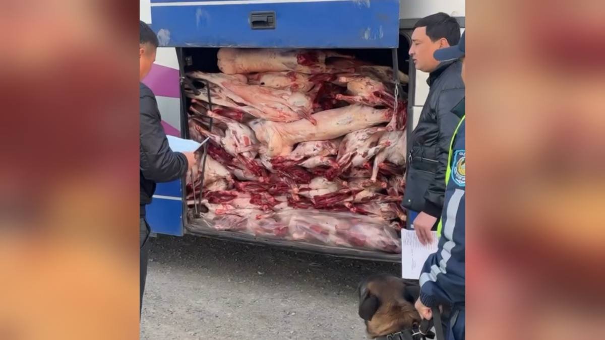 Пассажирский автобус вез 102 туши скота без документов на рынок в Алматы
