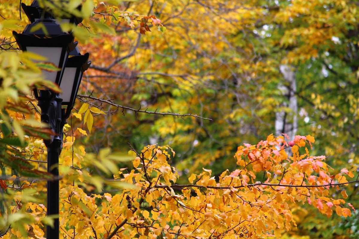 Сменится ли осеннее тепло непогодой в Шымкенте