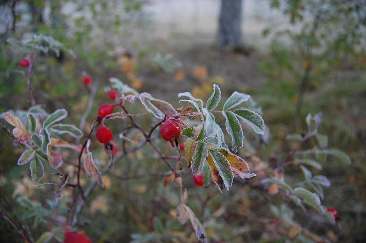 Температурные качели: потепление и ночные заморозки в Астане и Алматы