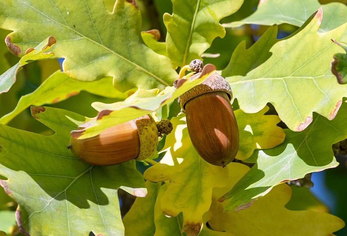 Антициклон принесет сухую и теплую погоду в Шымкент