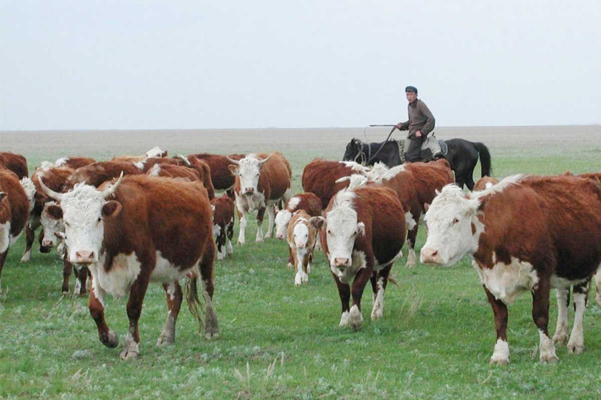 Казахская белоголовая – бренд страны