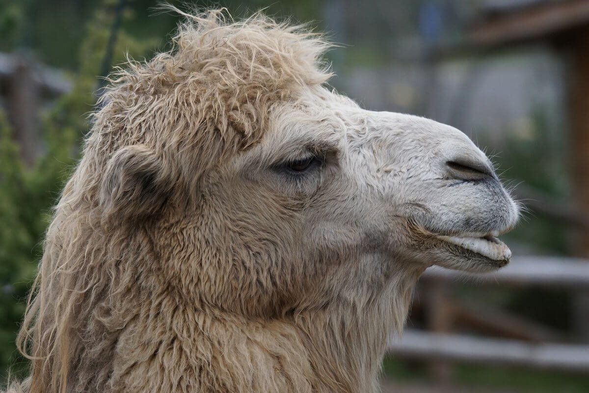 Автобус столкнулся с верблюдом в Мангистауской области (ВИДЕО)