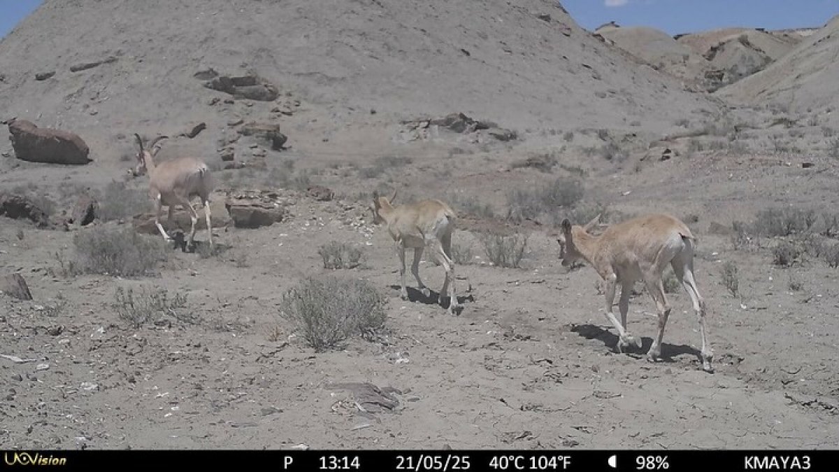 Краснокнижное животное попало в фотоловушку в Мангистауской области