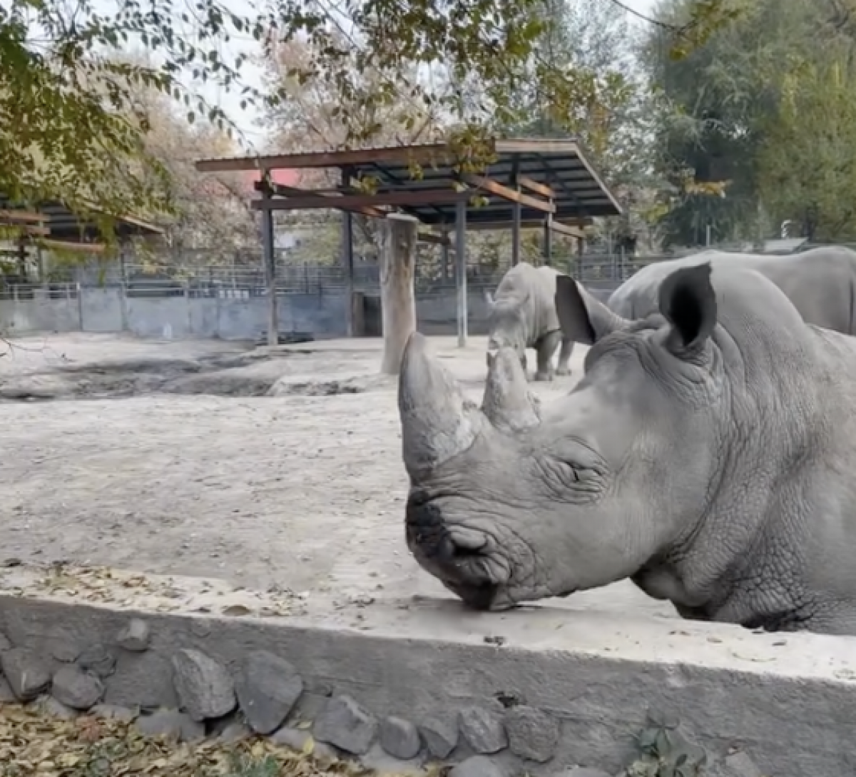 Мужчина напал на носорога в зоопарке Алматы (ВИДЕО)