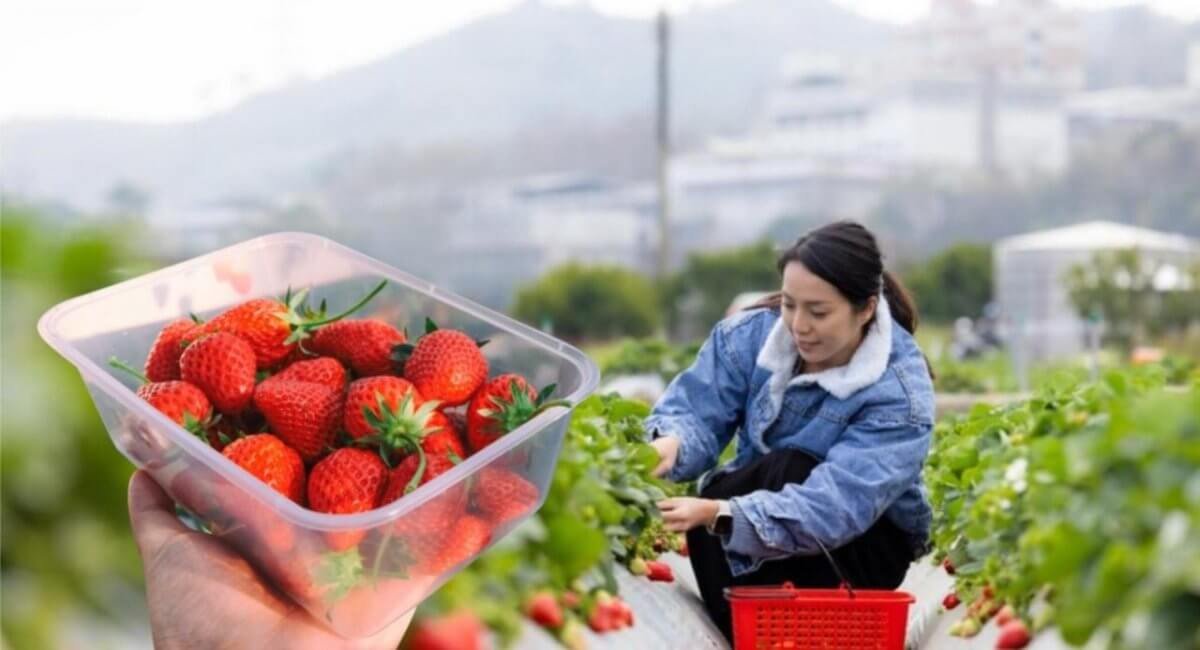 Сотни казахстанцев стали жертвами мошенников с работой в Англии