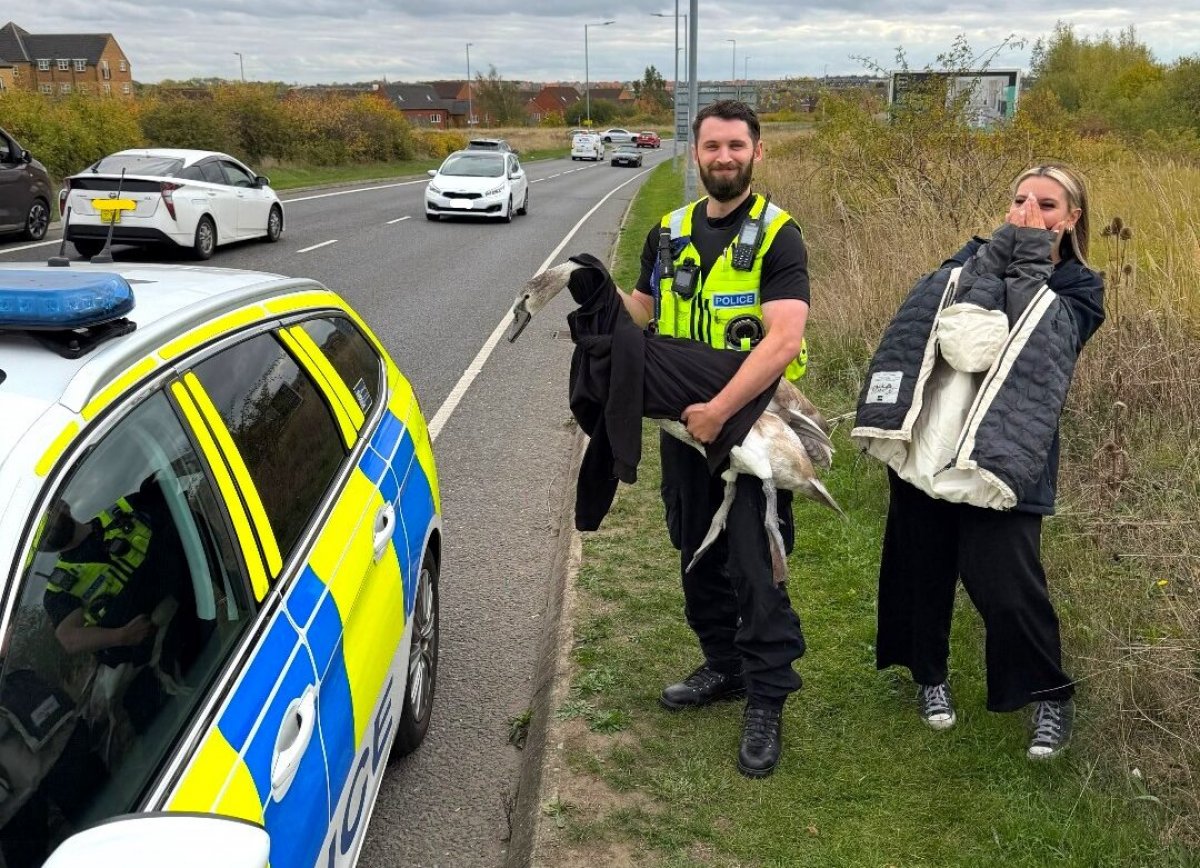 Полицейские в Англии "арестовали" лебедя