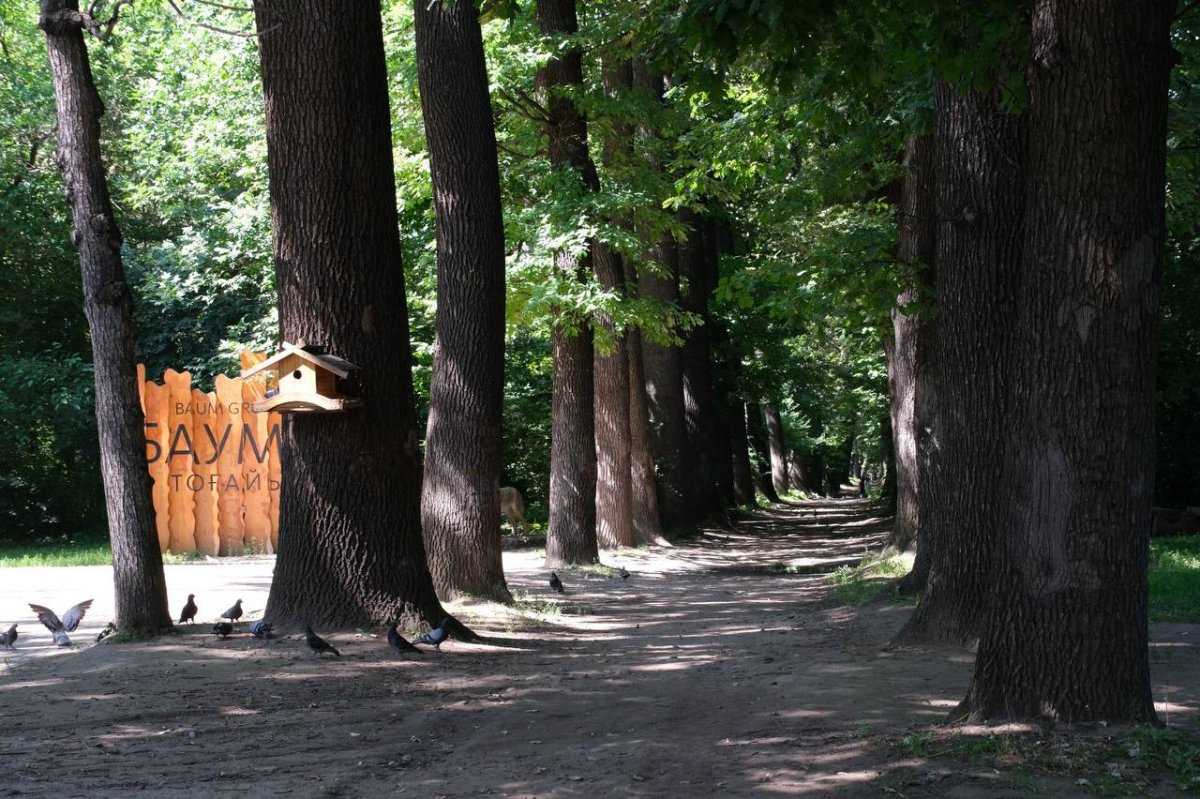 Неизвестные спилили деревья в роще Баума