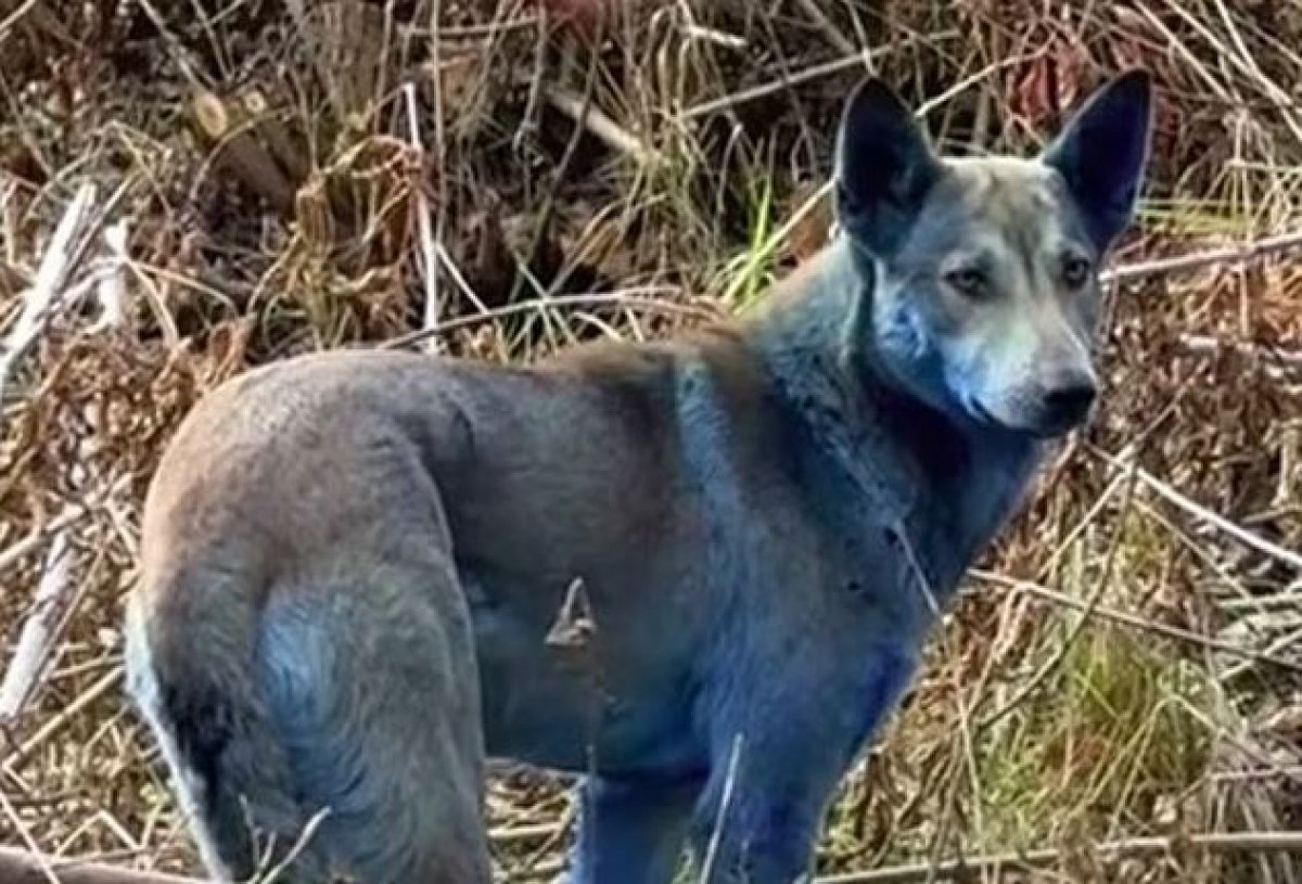 Синие собаки были замечены в Чернобыле