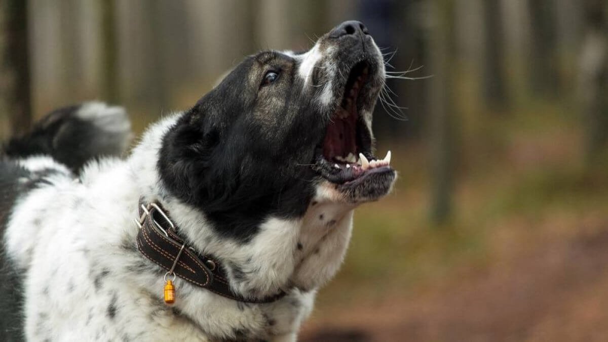 Разъяренный алабай чуть не загрыз россиянку