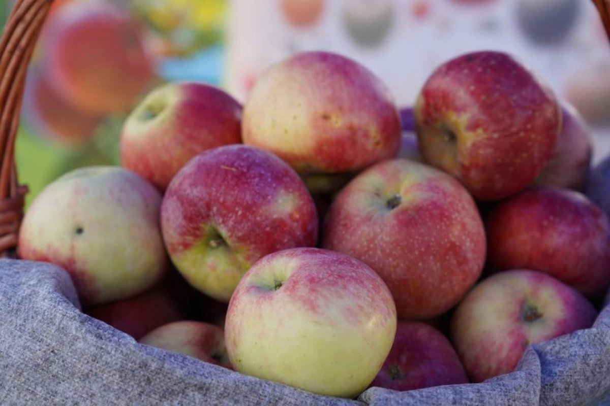 Возвращение легенды: в Алматинской области начали заново выращивать "апорт"