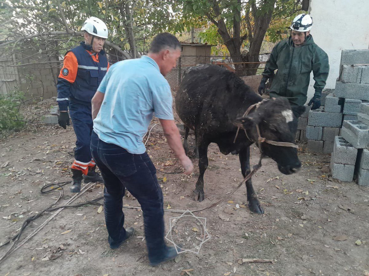 Корова провалилась в трехметровый септик в Шымкенте (ВИДЕО)