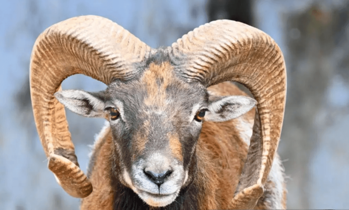 Краснокнижное животное попало в фотоловушку в Карагандинской области (ВИДЕО)