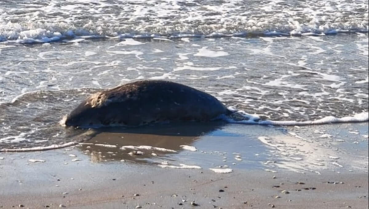 Более 100 мертвых тюленей обнаружили на побережье Каспия в Мангистау (ВИДЕО)