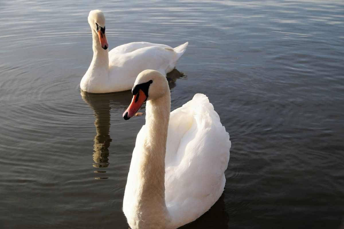 Лебедей переселили в зимние вольеры в ботаническом саду Алматы