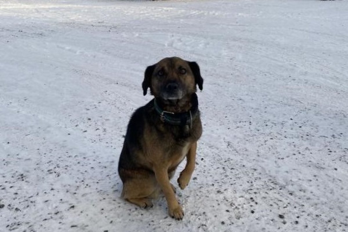 Хатико по-павлодарски: пес дождался хозяина из заключения