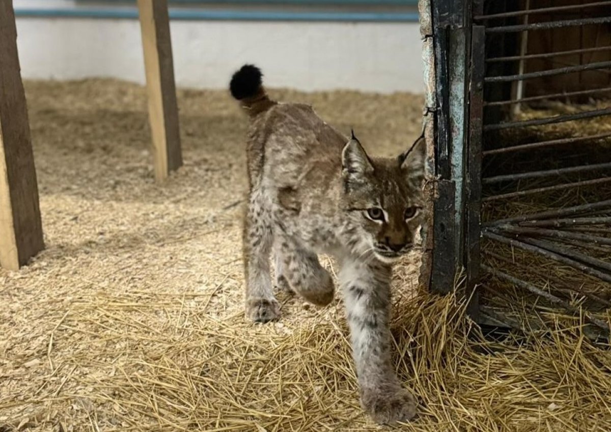 Детеныш рыси пришел к людям в Абайской области