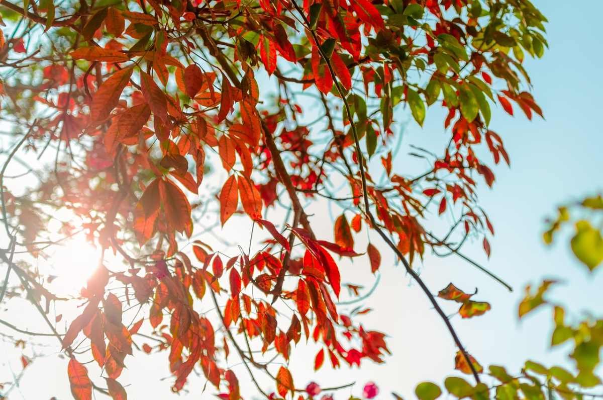 Теплая осенняя погода сохранится в Шымкенте