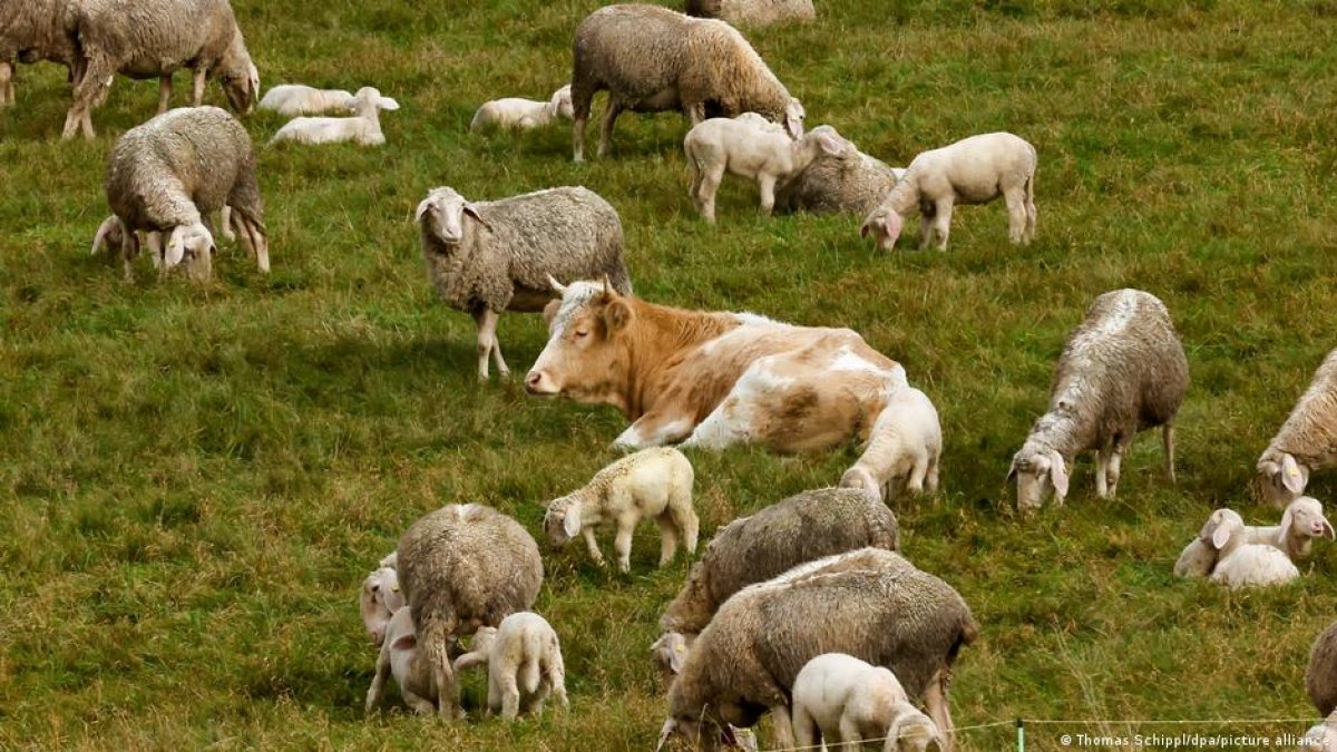 Корова сбежала с фермы и подружилась со стадом овец