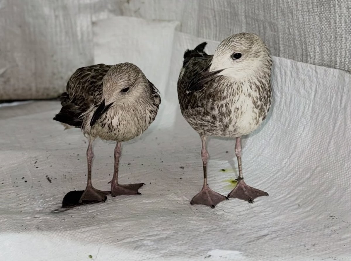 Птенцов чайки спасли и выходили осужденные в Павлодарской области