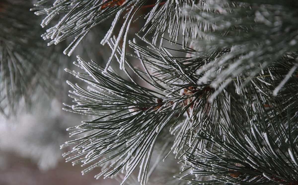 Ночные морозы прогнозируют в Астане