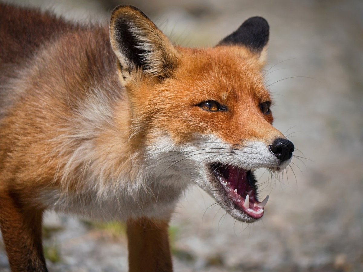 Число очагов бешенства растет в Костанайской области