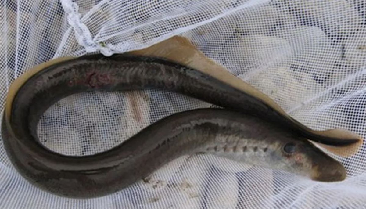 Редкую рыбу заснял житель Мангистауской области (ВИДЕО)