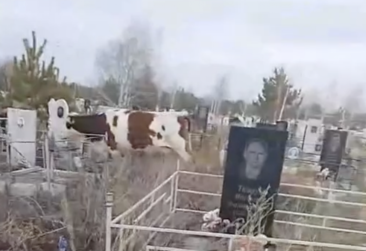 Коровы на кладбище вызвали возмущение жителей Костаная